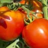 Vine Tomatoes