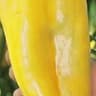 Bell Pepper:  Yellow