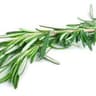 Rosemary